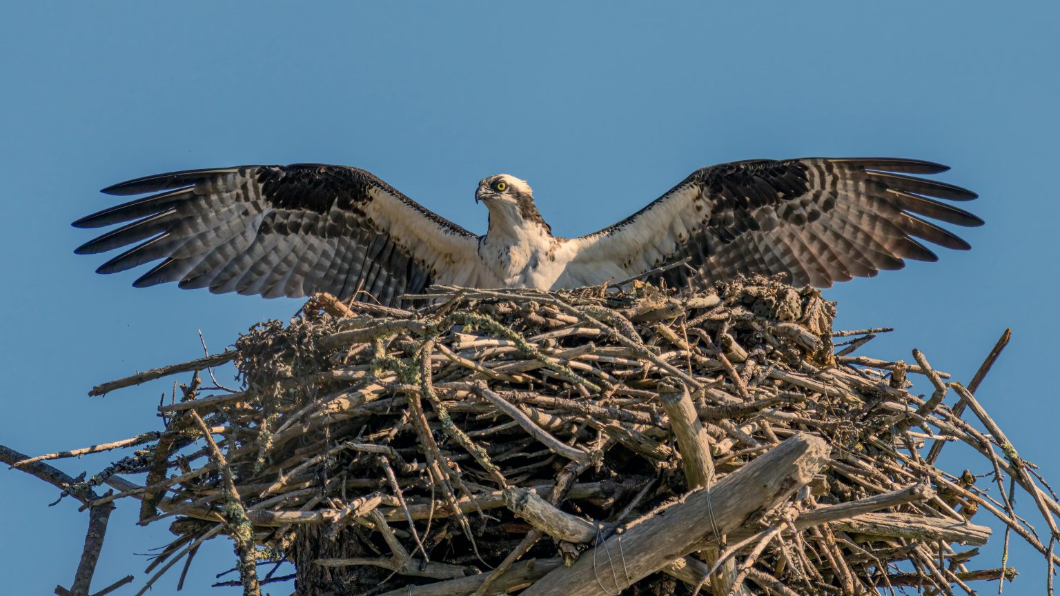 Eastern osprey on FRP platform